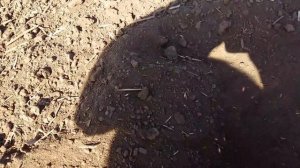 Прикатывать посевы  или нет