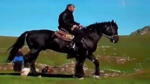 Лошади в Таджикистане