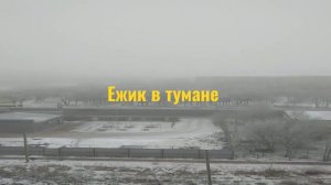 Ежик в тумане