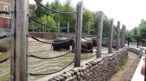 Слоны в жару в Московском зоопарке