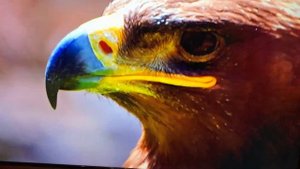 65" (164 см) Телевизор LED DEXP U65H8000K высокое качество 4к