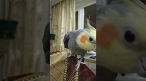 Разговор и пение кореллы мальчика???