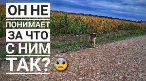 На трассе где вокруг ни души, бегал напуганый пес, его бросили туда умирать