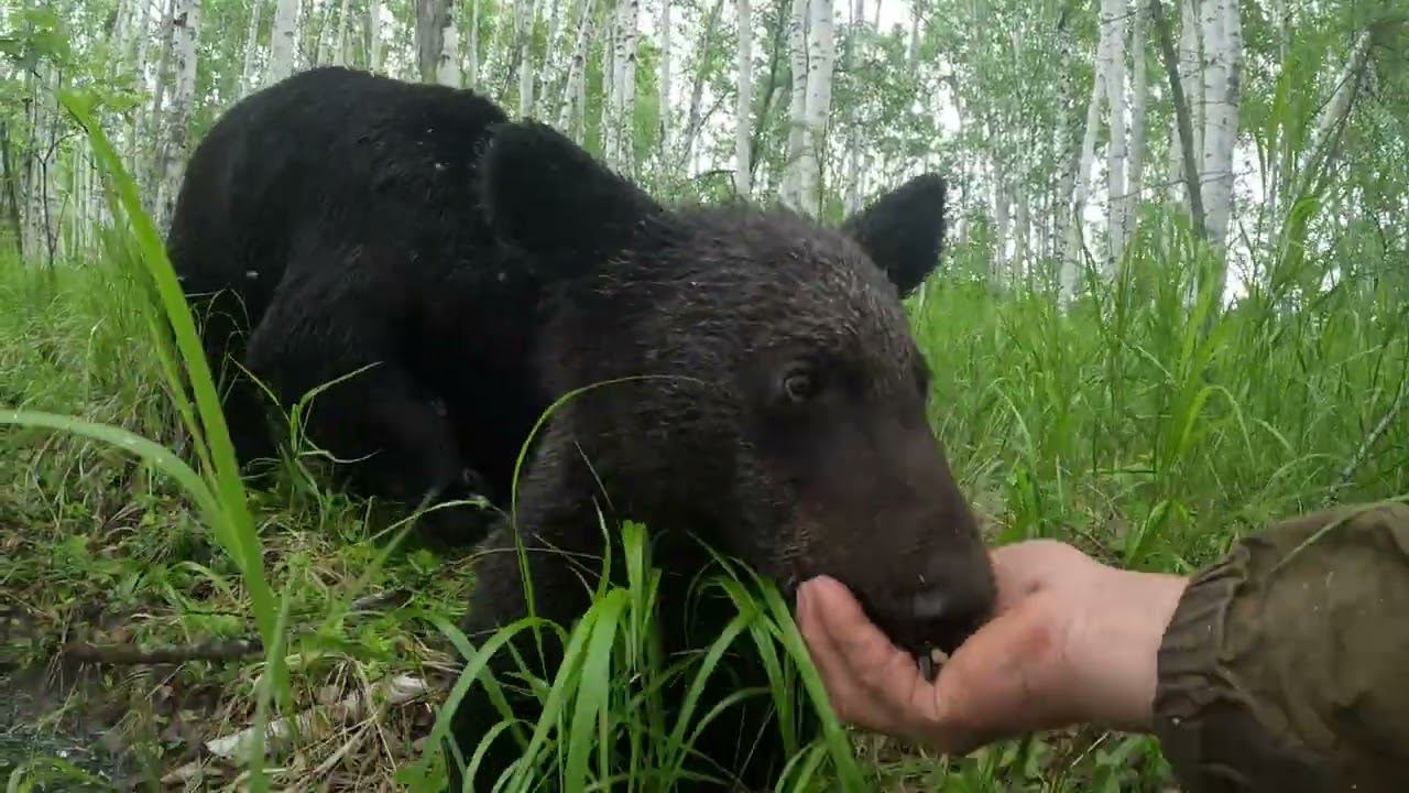 Медвежонок ругается с мамой.