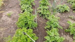 Внекорневая подкормка картофеля