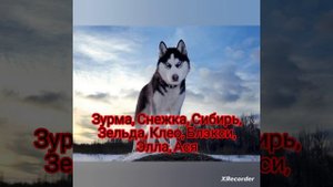 ?имена для собак-девочек??красивые и лучшие оригинальные имена?