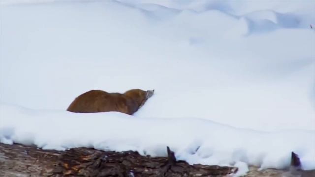 Забавные собаки и красивые кошки 😂 . Приколы с животными. Видео сборник за декабрь 2020 🧡 смотреть онлайн