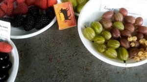 Саженцы малины, смородины, крыжовника в Минске на Комаровке. Образцы ягод 15.07.21 года