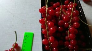 Красная Смородина. Йонкер Ван Тетс.