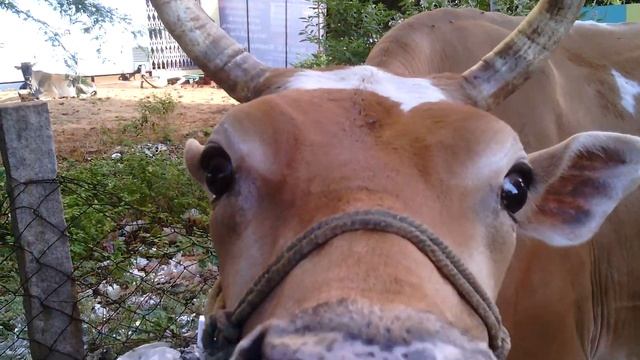 Священное животное - любит мусорку. смотреть онлайн