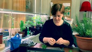 Выращивание розмарина