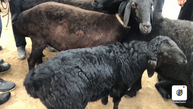Margilon KAMBINAT chorva bozori NARXLARI