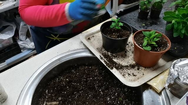 ПЕТУНИЯ куст, цветущий разными цветами. ЭКСПЕРИМЕНТ