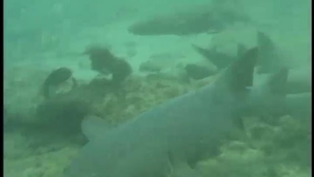 03 Swimming with Sharks