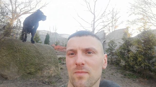 Питомник кане корсо ELITE LEGION Беларусь