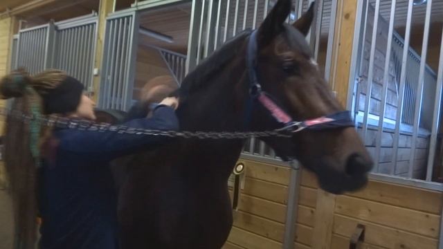 Чистка лошади. Закрепление материала. смотреть онлайн
