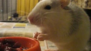 Декоративная (домашняя/ручная крыса) ест винегрет=). P3120016