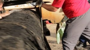 Мореный дуб. Добыча, распил. Студия ножей Наследие