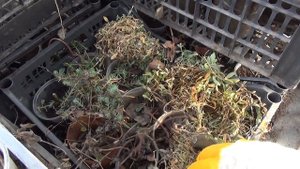 Результат зимовки растений в теплице.