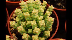 ТОЛСТЯНКА  (CRASSULA)  сем. Толстянковые