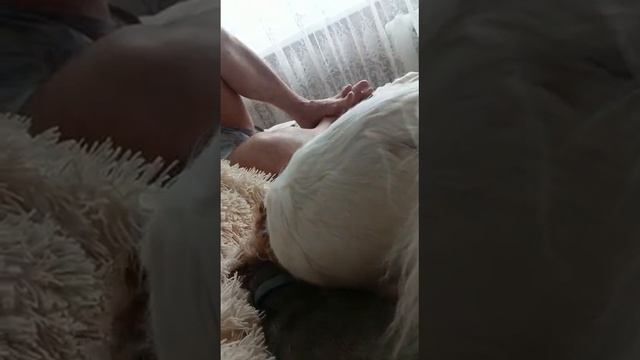 привет от Казановы из Калуги выпускник питомника чихуахуа Кастропуло Крым