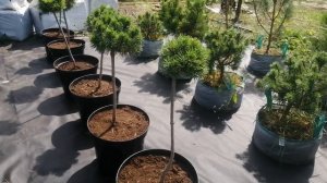 Растения на штамбе.