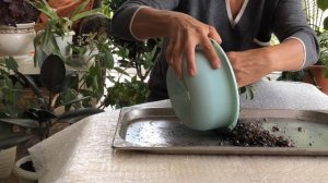 АДЕНИУМ ФОРМИРУЕМ КОРНИ ЧАСТЬ 6 4К