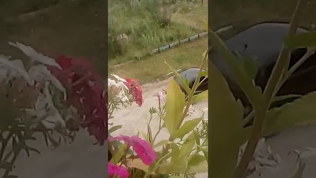 Бабочка бражника
