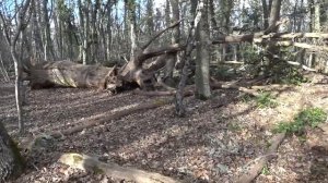 Подснежники на Медведь горе. Поход за подснежниками. Подснежник в лесу.