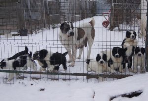 Выпускники питомника "Шилеле". Помет "В"