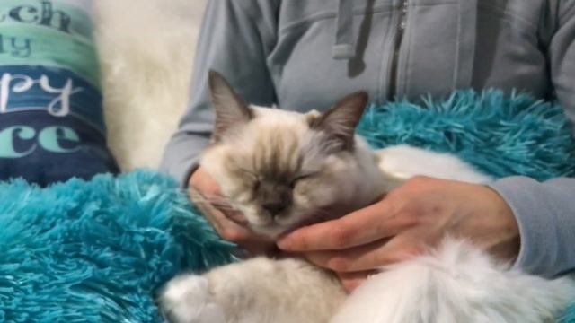 Ragdoll kitten - 5 месяцев спустя - особенности породы рэгдолл - правда ли? смотреть онлайн