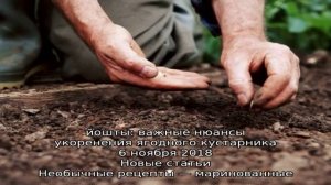 Особенности выбора саженца сливы и правила посадки на участок