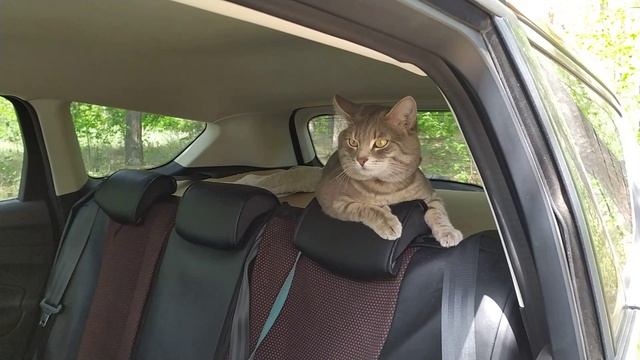 Кот в походе!!! смотреть онлайн