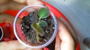 Отсаживаю деток от листа глоксиний.