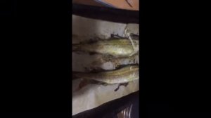 Минтай запечённый в духовке