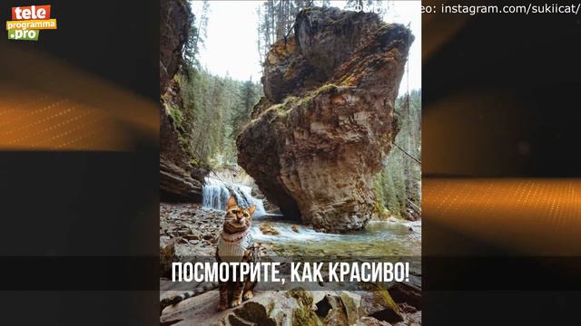 Путешествие кошки Сукии смотреть онлайн