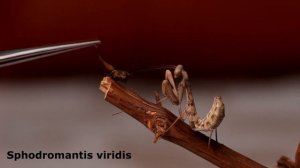 Sphodromantis viridis, L6 нимфа богомола на ветке, отказ от еды.