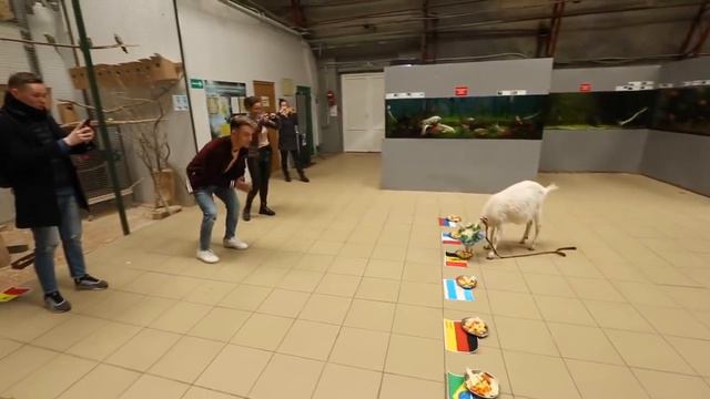 Коза-оракул назвала неожиданного победителя ЧМ‐2018 смотреть онлайн