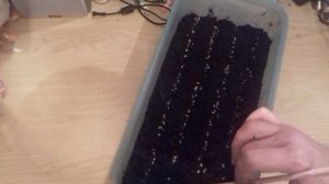 Как вырастить  укроп в домашних условиях! ! Укроп  на подоконнике!  Часть1