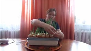 Выращивание Лука на Зелень Результат