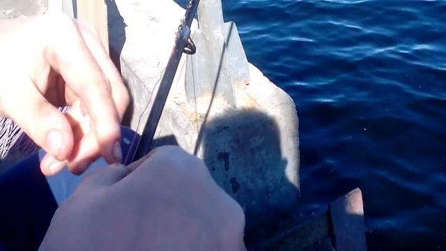 Ррыбалка в Североморске   Ловим пикшу