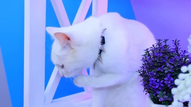 Полезные гаджеты и лайфхаки для владельцев домашних животных! смотреть онлайн