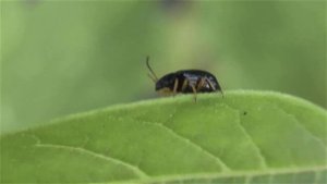 БИОСФЕРА: 119. Лупер Садовый (Luperus xanthopoda)
