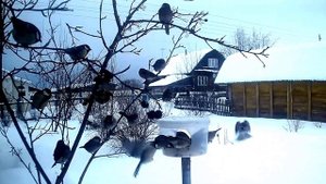 Птицы у кормушки