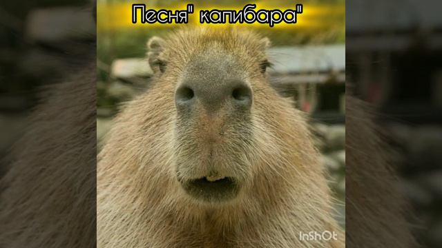капибара #песня # капибара # мем