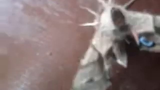 Бабочка с глазами.mp4 смотреть онлайн