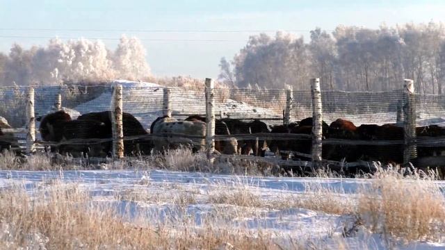 Как живут переселенцы Казахстана в Сибири, бизнес на бычках.