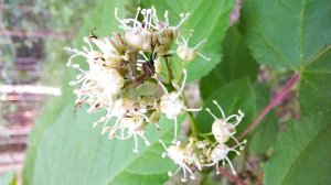 Клён татарский впервые зацвёл в Ботаническом саду Сургута