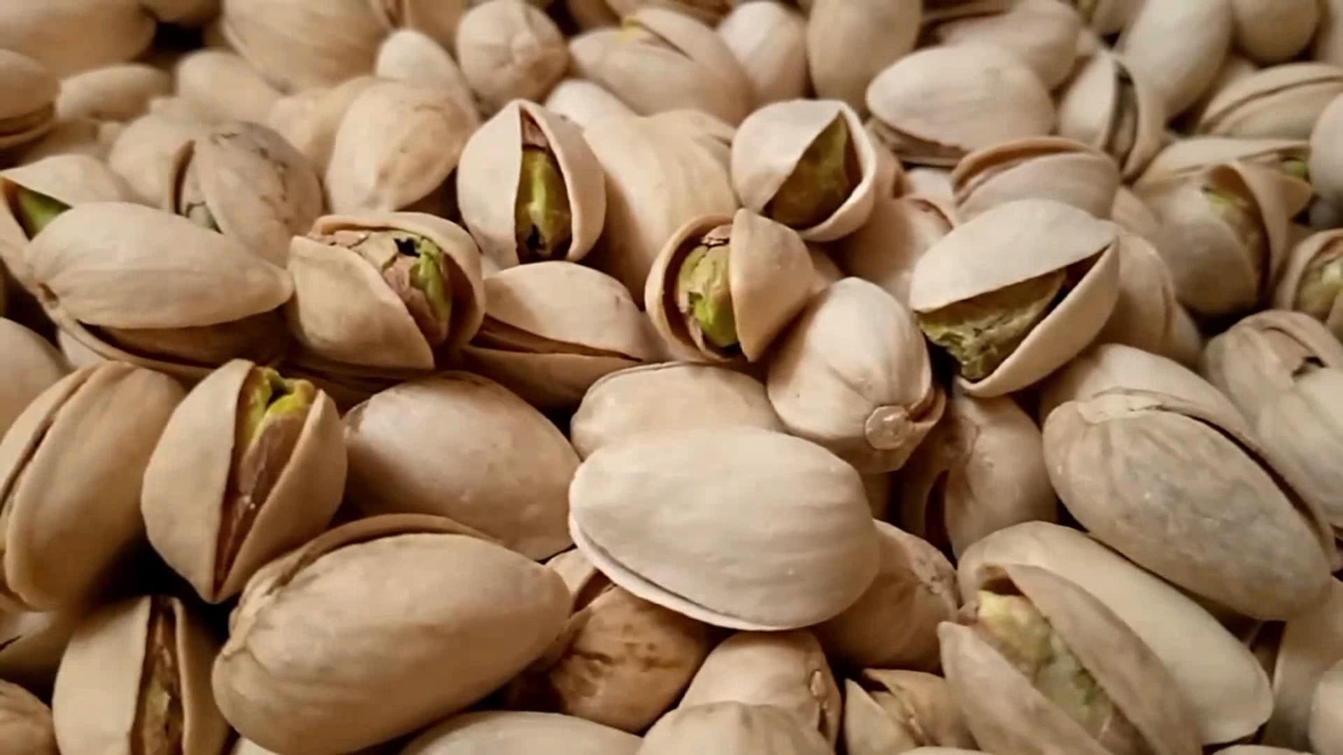 Фисташка Кале Гучи (Kalleh Ghouchi). Семена иранской фисташки для проращивания. Small Gardens