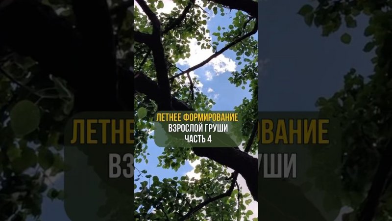 Летнее формирование взрослой груши. Часть 4